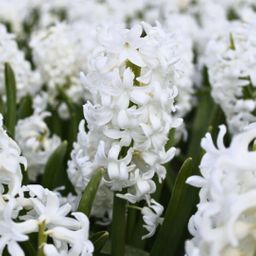 Flowerbulbs amsterdam Hyacint Show Off - 30 bloembollen voor 1 m2 bloemenpracht - Maat 14/15 (8720938490279)