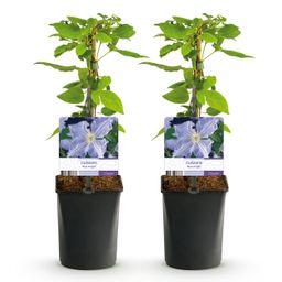 Klimplant - Clematis Blue Angel - Bloem Licht Blauw - Weinig onderhoud -2 planten - Pot 11cm Hoogte 40cm (8720872542980)