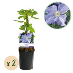 Klimplant - Clematis Blue Angel - Bloem Licht Blauw - Weinig onderhoud -2 planten - Pot 11cm Hoogte 40cm (8720872542980)