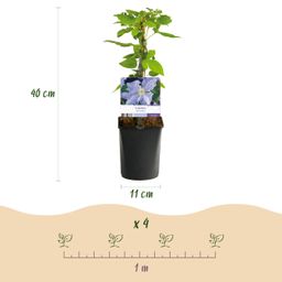 Klimplant - Clematis Blue Angel - Bloem Licht Blauw - Weinig onderhoud -2 planten - Pot 11cm Hoogte 40cm (8720872542980)