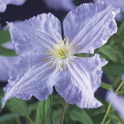 Klimplant - Clematis Blue Angel - Bloem Licht Blauw - Weinig onderhoud -2 planten - Pot 11cm Hoogte 40cm (8720872542980)