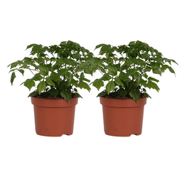 Rademachera Sinica - 2 stuks (25581)