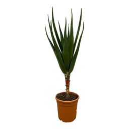 Aloë Barberae - 160 cm - Ø30cm (8721081685659)