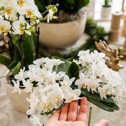 Witte phalaenopsis orchidee - Nazaré (8785279223344)