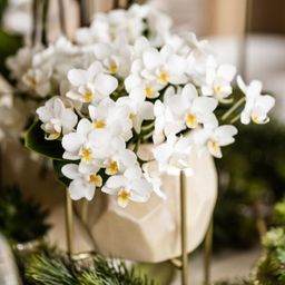 Witte phalaenopsis orchidee - Nazaré (8785279223344)