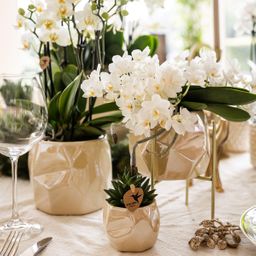 Witte phalaenopsis orchidee - Nazaré (8785279223344)