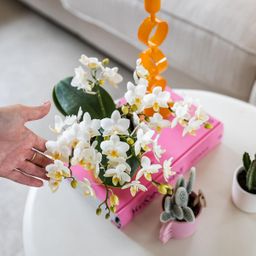 Witte phalaenopsis orchidee - Nazaré (8785279223344)
