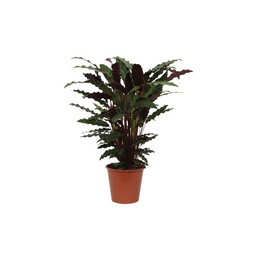 Calathea Wavestar - 80 cm - Ø19cm (8721081685796)