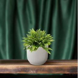 Nephrolepis Boston Green Moment (25551)