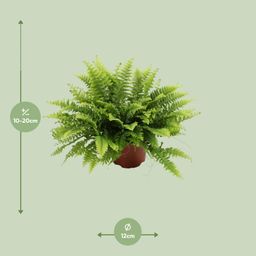 Nephrolepis Boston Green Moment (25551)