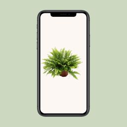 Nephrolepis Boston Green Moment (25551)