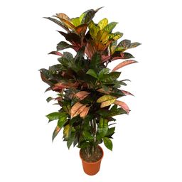 Codiaeum (Croton) Iceton vertakt - 120 cm - Ø24cm (8721081685321)