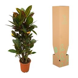 Codiaeum (Croton) Petra vertakt - 100 cm - Ø21cm (8721081685338)