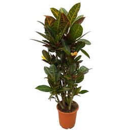 Codiaeum (Croton) Petra vertakt - 100 cm - Ø21cm (8721081685338)