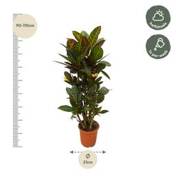 Codiaeum (Croton) Petra vertakt - 100 cm - Ø21cm (8721081685338)