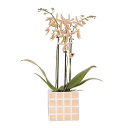 oranje 'Spider' orchidee + Mosa sierpot oranje (8785279223337)
