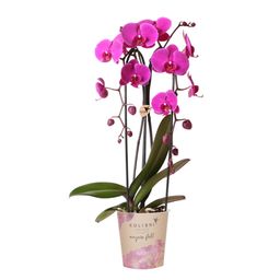 Paarse phalaenopsis orchidee | Freeride (7865885338418)