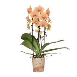 Oranje phalaenopsis orchidee | Sunny Bunny (7865885334229)