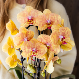 Oranje phalaenopsis orchidee | Sunny Bunny (7865885334229)