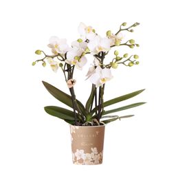 Witte phalaenopsis orchidee | Zürich (7865885353213)
