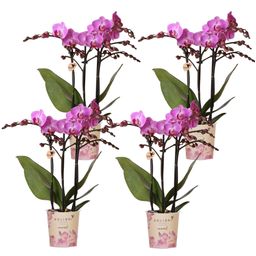 COMBI DEAL van 4 Phalaenopsis orchideeën - Vienna (50878)