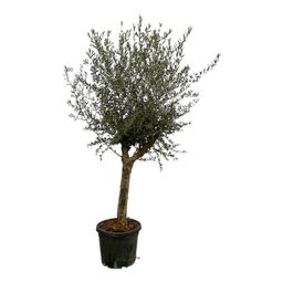 Olea Lorc - 200 cm - Ø45cm (8721081685581)