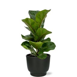 Ficus Lyrata - Potenza Pot D13x11cm - Zwart (43377)
