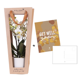 Planten cadeau beterschap | Lausanne orchidee met pot, kaart & cadeautas (7865885328976)