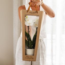Planten cadeau beterschap | Lausanne orchidee met pot, kaart & cadeautas (7865885328976)