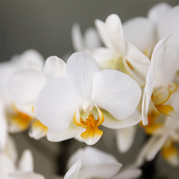 Planten cadeau beterschap | Lausanne orchidee met pot, kaart & cadeautas (7865885328976)