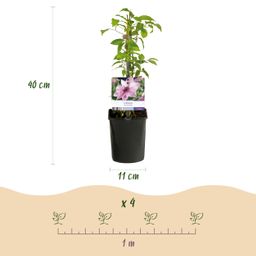 Klimplant - Clematis Pink Fantasy - Bloem Roze - Weinig onderhoud -2 planten - Pot 11cm Hoogte 40cm (8720872543086)