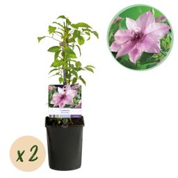 Klimplant - Clematis Pink Fantasy - Bloem Roze - Weinig onderhoud -2 planten - Pot 11cm Hoogte 40cm (8720872543086)