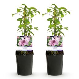 Klimplant - Clematis Pink Fantasy - Bloem Roze - Weinig onderhoud -2 planten - Pot 11cm Hoogte 40cm (8720872543086)