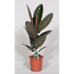 Ficus Elastica Abidjan (28970)