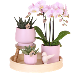 Gift set Moederdag Big | Groene plant met roze Phalaenopsis orchidee in Simplicity sierpotten roze op bamboe plate (7865885299351)