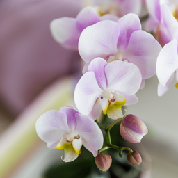 Gift set Moederdag Big | Groene plant met roze Phalaenopsis orchidee in Simplicity sierpotten roze op bamboe plate (7865885299351)