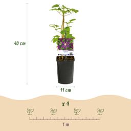 Klimplant - Clematis Mikelite - Bloem Paars - Weinig onderhoud -2 planten - Pot 11cm Hoogte 40cm (8720872543031)