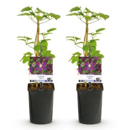 Klimplant - Clematis Mikelite - Bloem Paars - Weinig onderhoud -2 planten - Pot 11cm Hoogte 40cm (8720872543031)
