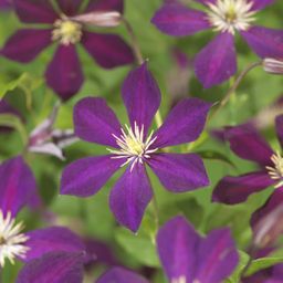 Klimplant - Clematis Mikelite - Bloem Paars - Weinig onderhoud -2 planten - Pot 11cm Hoogte 40cm (8720872543031)