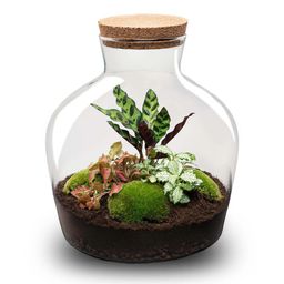 DIY terrarium - Fat Joe Rood + Rake & Shovel (8720872024493)