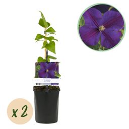 Klimplant - Clematis Star of India - Bloem Roze - Weinig onderhoud -2 planten - Pot 11cm Hoogte 40cm (8720872543093)