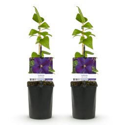 Klimplant - Clematis Star of India - Bloem Roze - Weinig onderhoud -2 planten - Pot 11cm Hoogte 40cm (8720872543093)