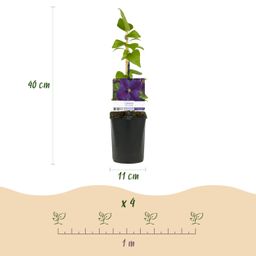 Klimplant - Clematis Star of India - Bloem Roze - Weinig onderhoud -2 planten - Pot 11cm Hoogte 40cm (8720872543093)