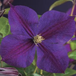 Klimplant - Clematis Star of India - Bloem Roze - Weinig onderhoud -2 planten - Pot 11cm Hoogte 40cm (8720872543093)