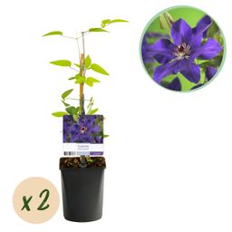 Klimplant - Clematis The President - Bloem Roze - Weinig onderhoud -2 planten - Pot 11cm Hoogte 40cm (8720872543109)