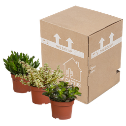House of cactus Crassula mix 10,5 cm - 3x - zonder pot (8720387961450)