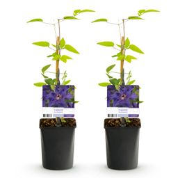 Klimplant - Clematis The President - Bloem Roze - Weinig onderhoud -2 planten - Pot 11cm Hoogte 40cm (8720872543109)