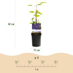 Klimplant - Clematis The President - Bloem Roze - Weinig onderhoud -2 planten - Pot 11cm Hoogte 40cm (8720872543109)
