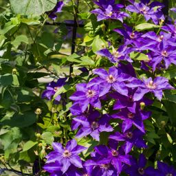 Klimplant - Clematis The President - Bloem Roze - Weinig onderhoud -2 planten - Pot 11cm Hoogte 40cm (8720872543109)