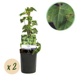 Klimplant - Hedera helix - Blad groen - Groenblijvend - 2 planten - Pot 11cm Hoogte 40cm (8720872543215)